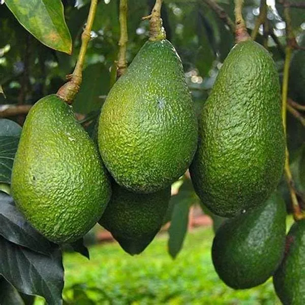 Healthy Hass Avocado seeds for Planting - 2 to 3 Feet Tall - Backyard Fruit Tree - 1 Piece