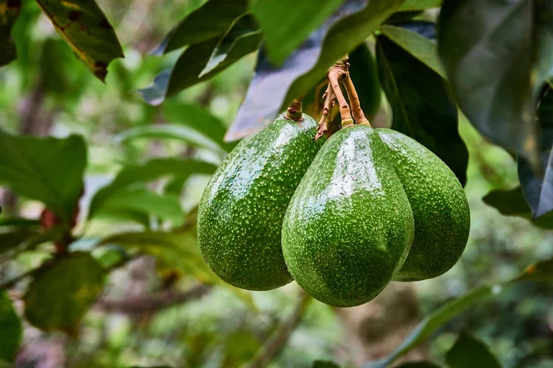 Healthy Hass Avocado seeds for Planting - 2 to 3 Feet Tall - Backyard Fruit Tree - 1 Piece