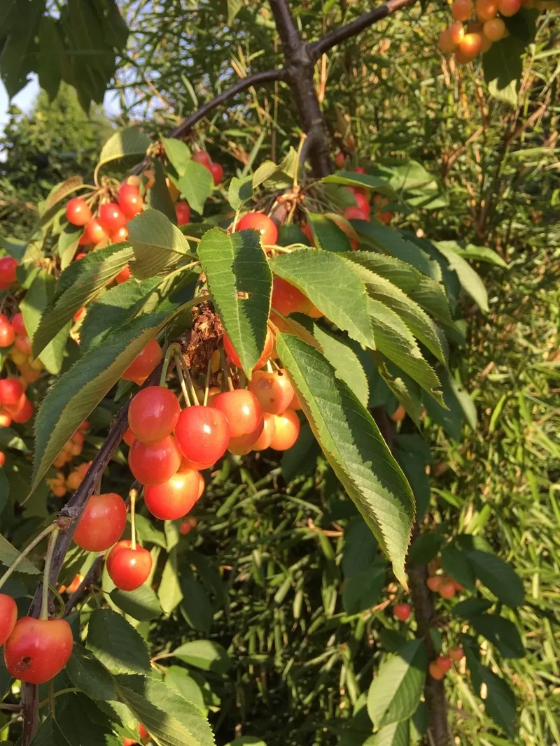 Rainier Sweet Cherry Yellow White Fruit Tree Seeds