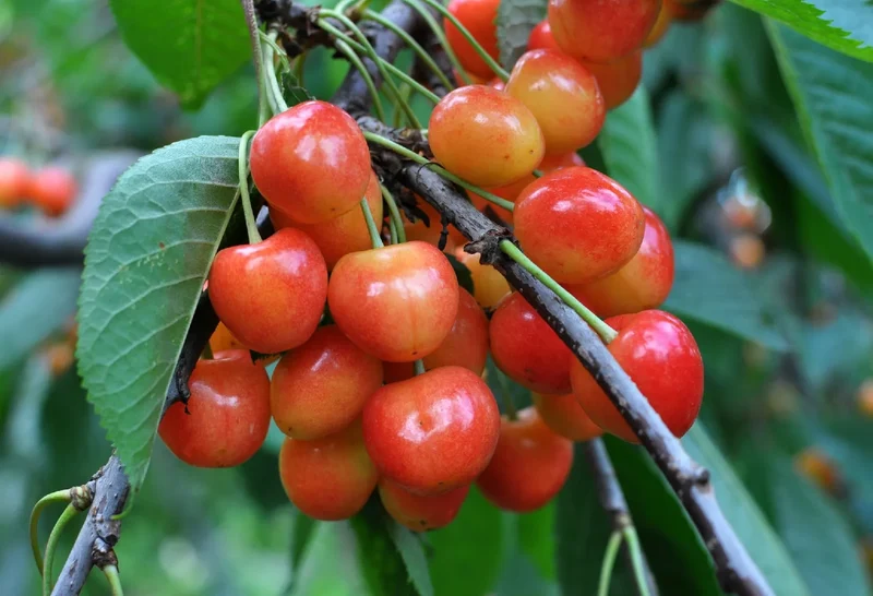 Rainier Sweet Cherry Yellow White Fruit Tree Seeds