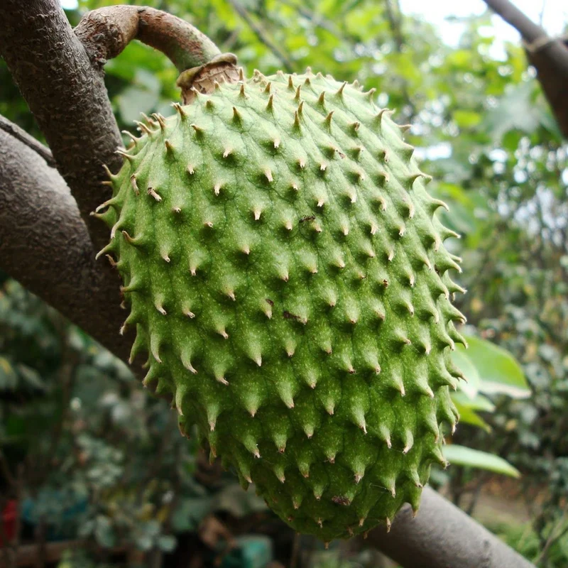 Giant Soursop Seeds Annona Muricata Tropical Fruit Tree, Sweet And Tangy Flavor