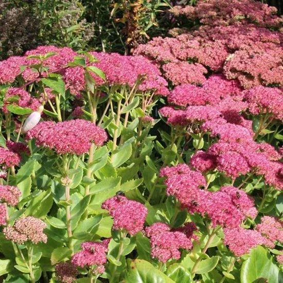 Himmelsschlüssel (Sedum spectabile 'Brillant')