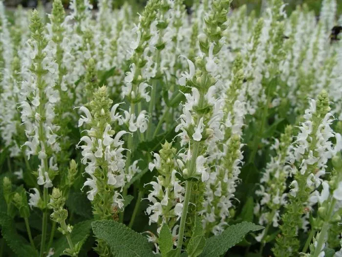Salbei (Salvia nemorosa 'Schneehügel')