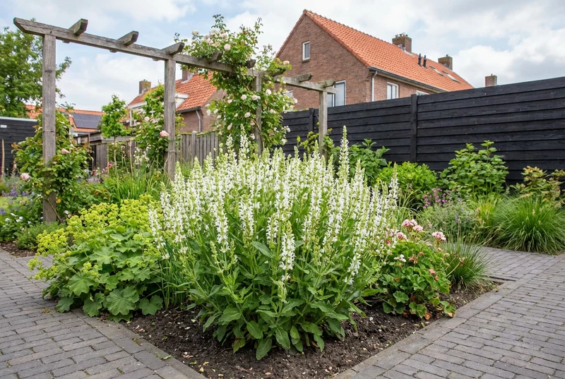 Salbei (Salvia nemorosa 'Schneehügel')