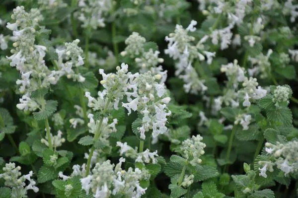 Katzenminze (Nepeta faassenii 'Snowflake')