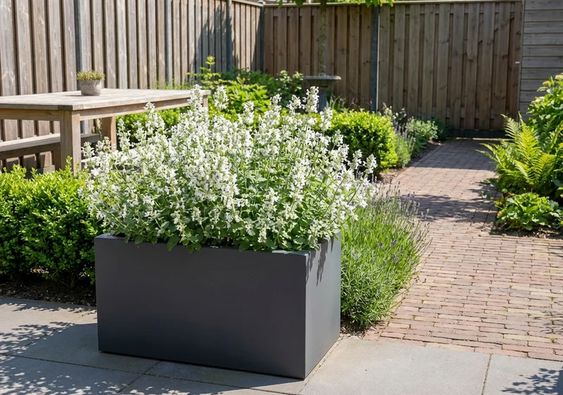 Katzenminze (Nepeta faassenii 'Snowflake')