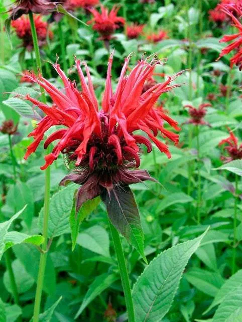 Bergamottepflanze (Monarda 'Cambridge Scarlet')