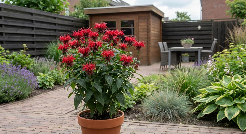 Bergamottepflanze (Monarda 'Cambridge Scarlet')