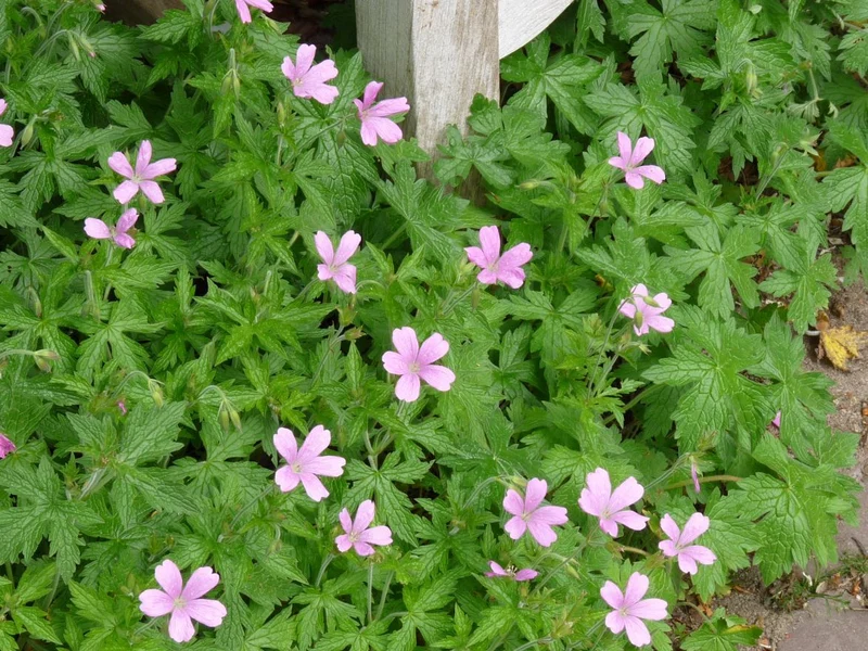 Storchschnabel (Geranium endressii 'Wargrave Pink')