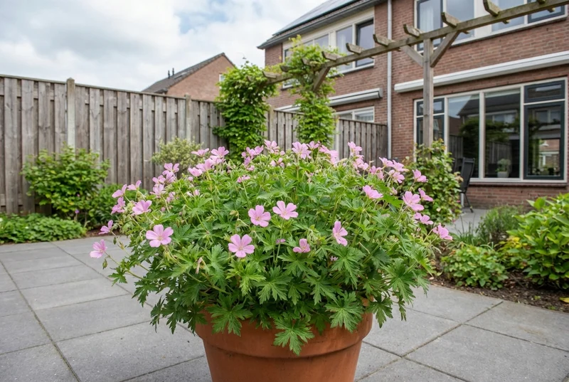 Storchschnabel (Geranium endressii 'Wargrave Pink')