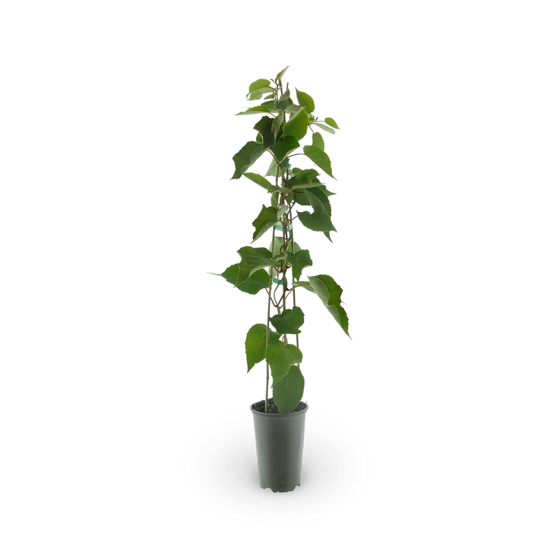 Kiwi 'Boskoop'