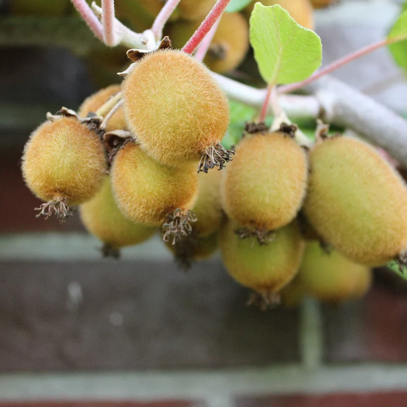 Kiwi 'Boskoop'