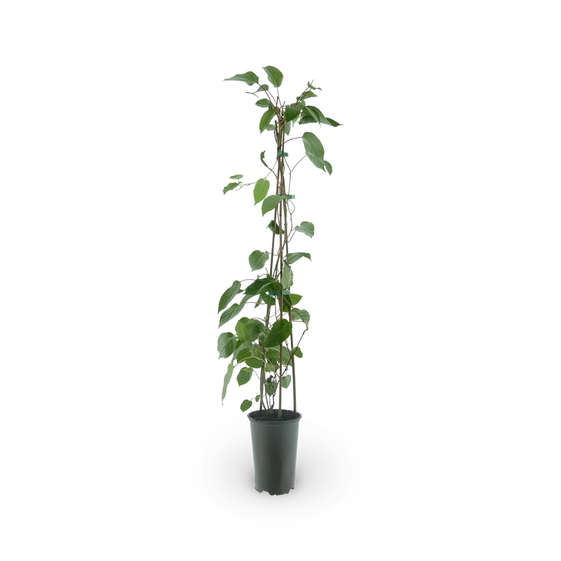 Kiwibeere 'Red Jumbo'
