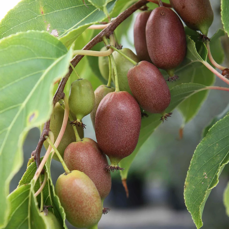 Kiwibeere 'Red Jumbo'