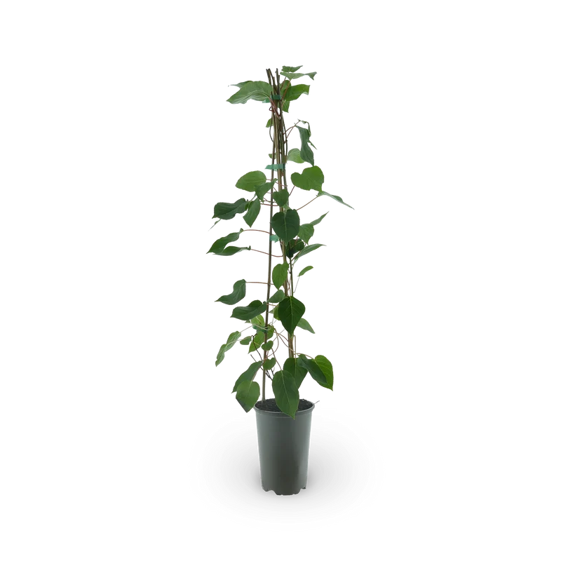 Kiwibeere 'Fresh Jumbo'