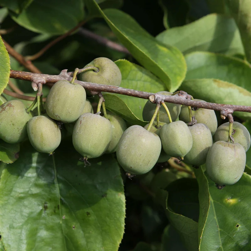Kiwibeere 'Fresh Jumbo'
