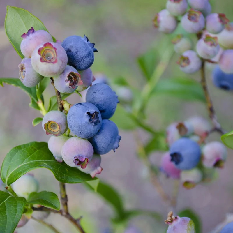 Bio-Blaubeere 'Patriot'