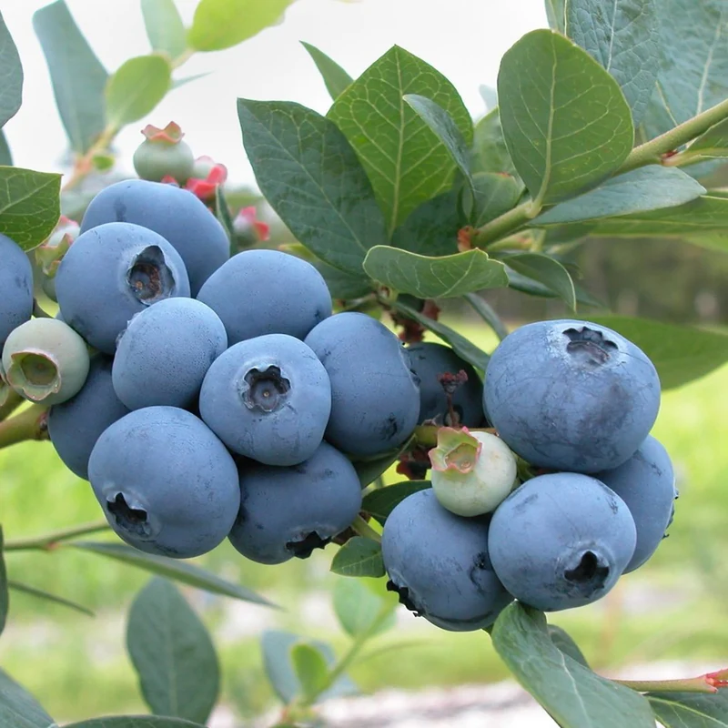 Bio-Blaubeere 'Bluecrop'