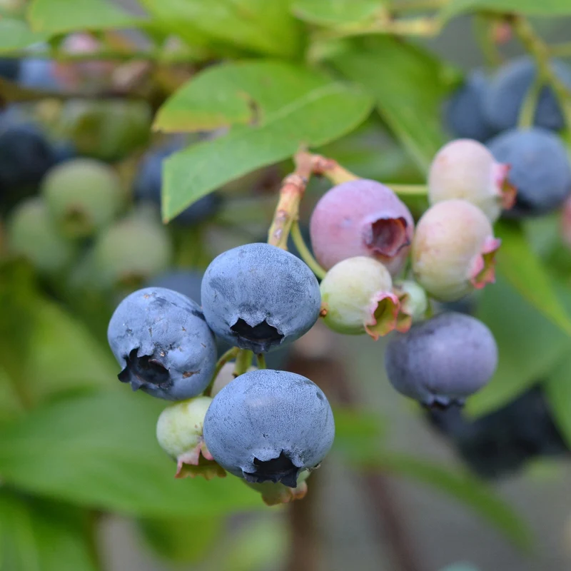 Bio-Blaubeere 'Goldtraube'