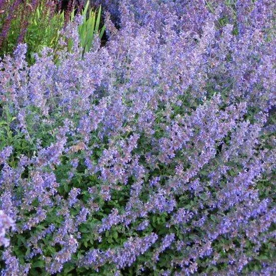 Katzenminze (Nepeta faassenii)