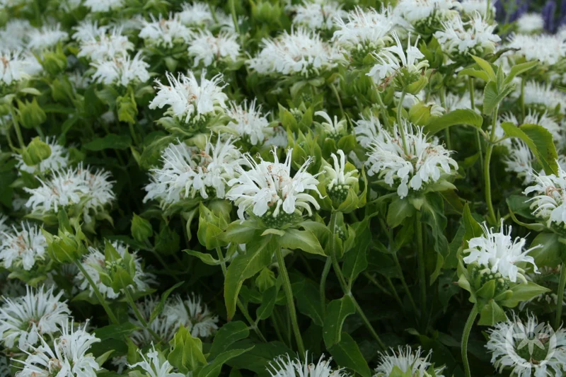 Bergamottenpflanze (Monarda 'Schneewittchen')
