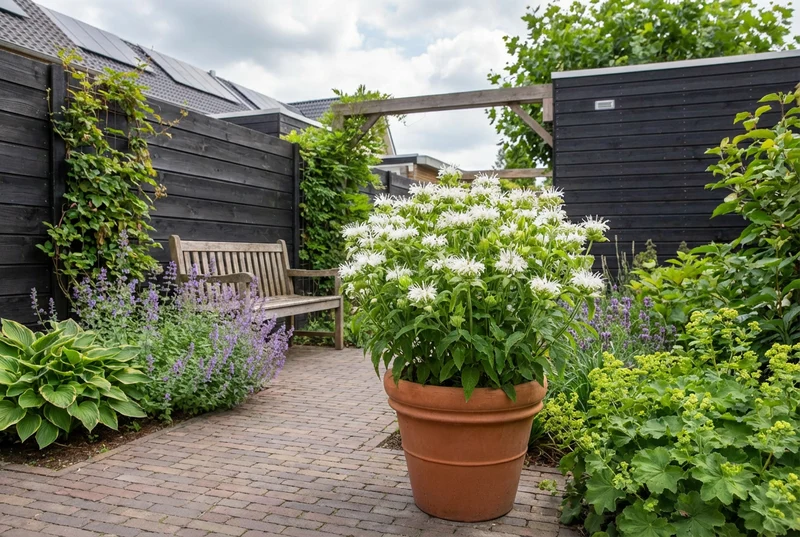 Bergamottenpflanze (Monarda 'Schneewittchen')