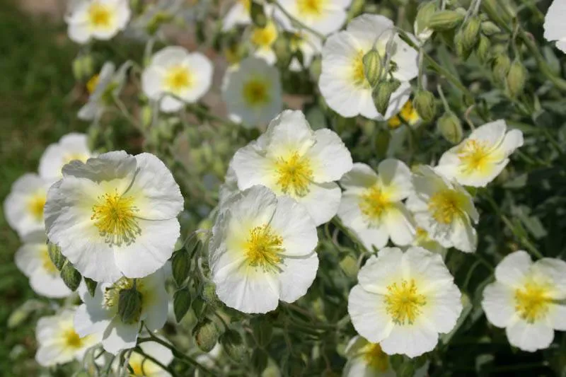 Rockrose (Helianthemum 'The Bride')