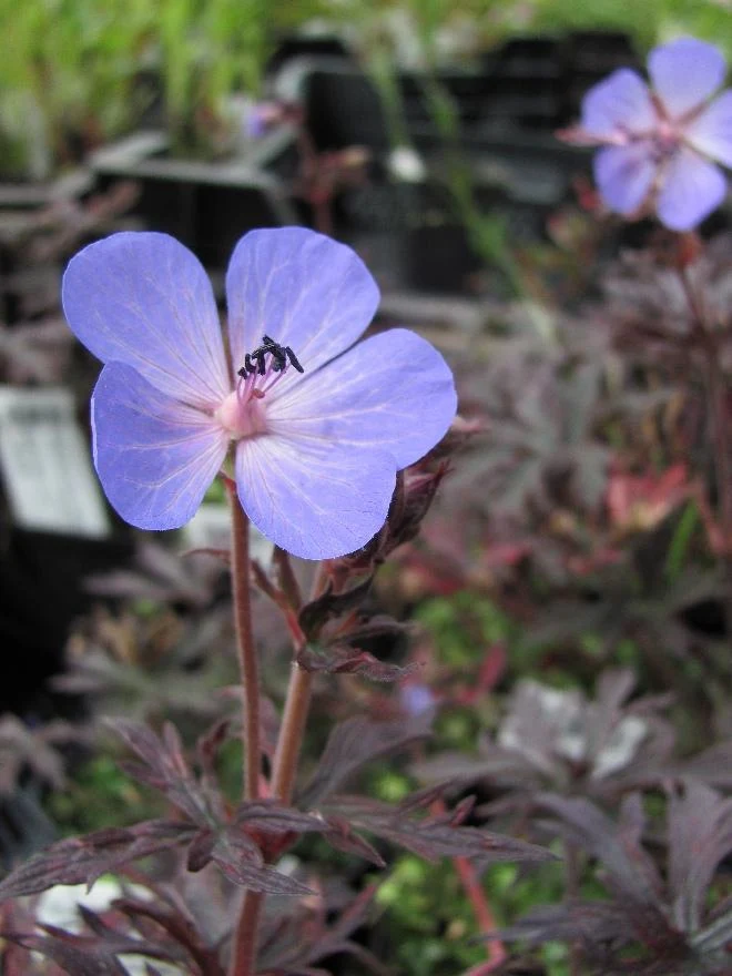 Storchschnabel (Geranium 'Midnight Reiter')