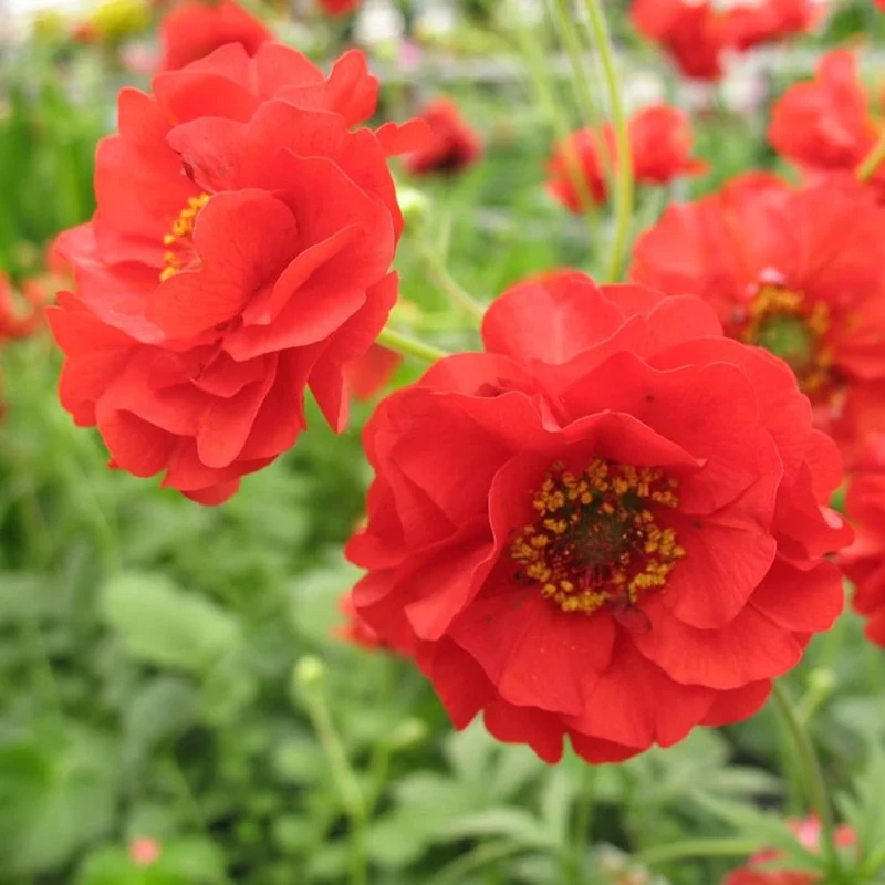 Double Bloody Mary Geum Seeds – Vibrant Blooms for Garden Planting, Deer Resistant