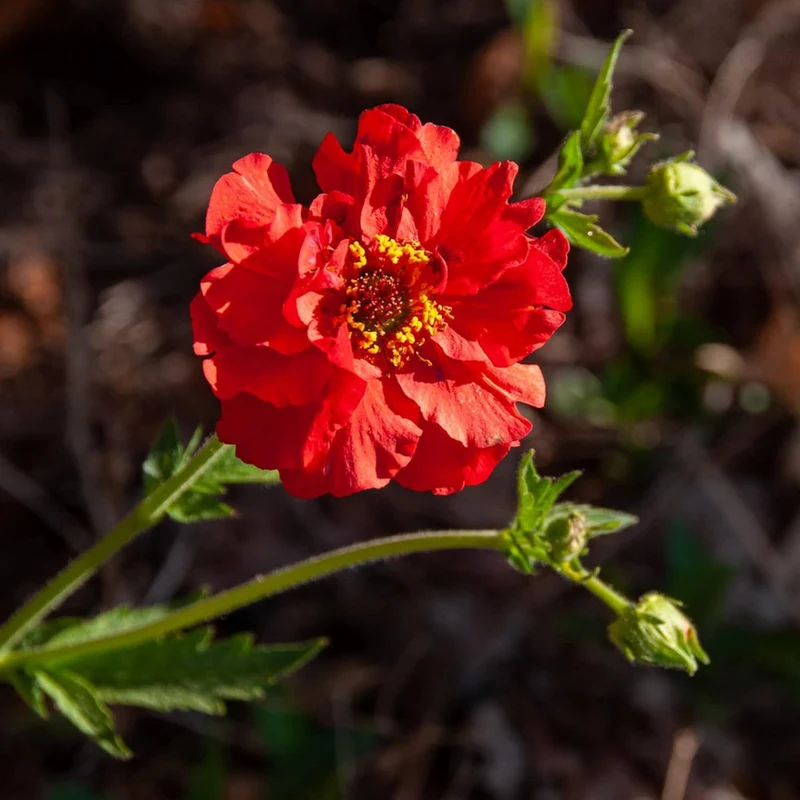 Double Bloody Mary Geum Seeds – Vibrant Blooms for Garden Planting, Deer Resistant