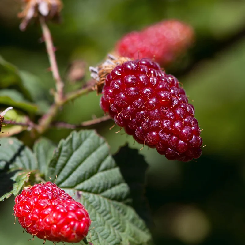 Bio-Loganbeere