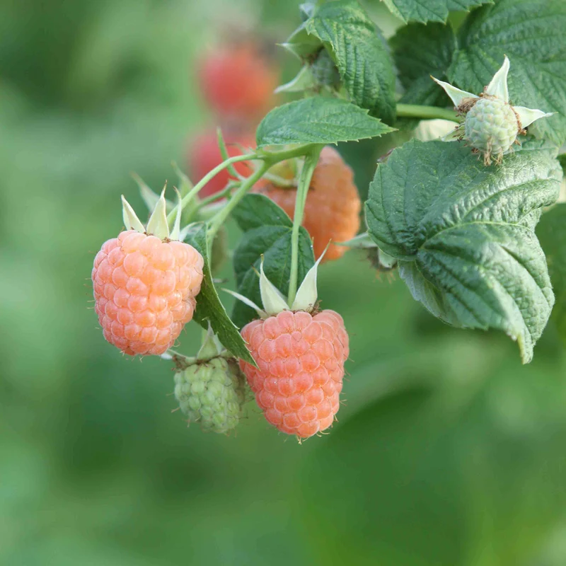 Bio-Himbeere 'Valentina'®