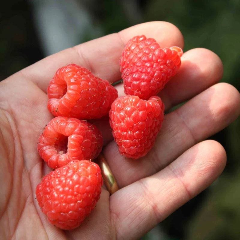 Bio-Himbeere 'Twotimer Sugana'®