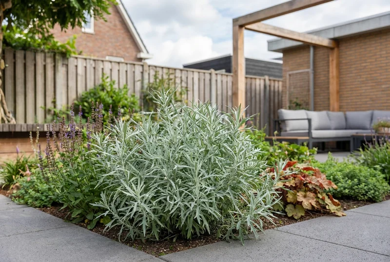 Wermut (Artemisia ludoviciana 'Silver Queen')