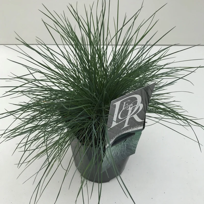 Blauer Schaf-Schwingel (Festuca glauca 'Elijah Blue')