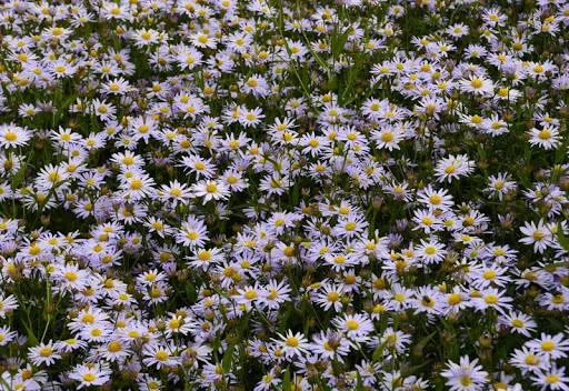 Sommeraster (Kalimeris incisa 'Nana Blue')