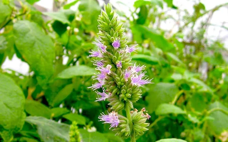 Patchouli Seeds (Pogostemon cablin) for Planting - Aromatic Herb for Gardens