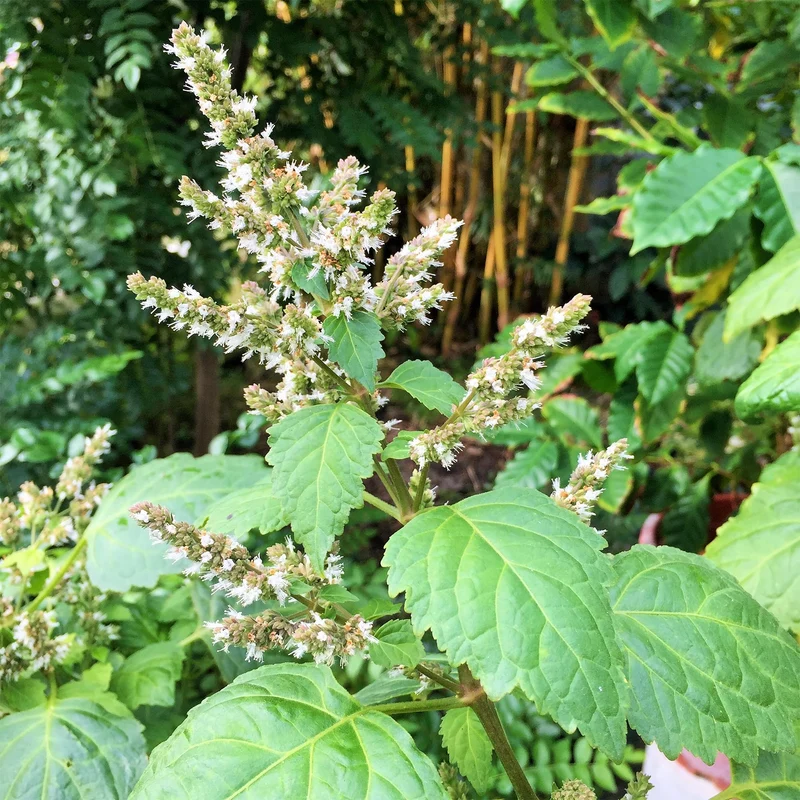 Patchouli Seeds (Pogostemon cablin) for Planting - Aromatic Herb for Gardens
