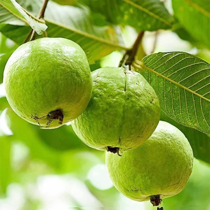 Guava Seeds - Red Psidium Guajava, Perennial Sweet & Fragrant Tropical Fruit