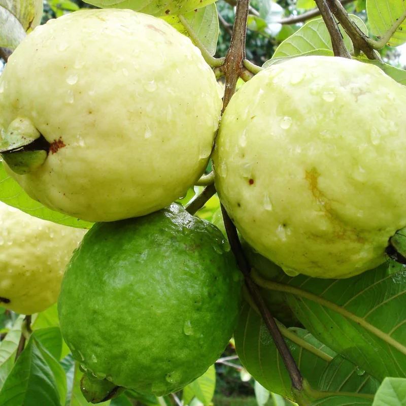 Guava Seeds - Red Psidium Guajava, Perennial Sweet & Fragrant Tropical Fruit
