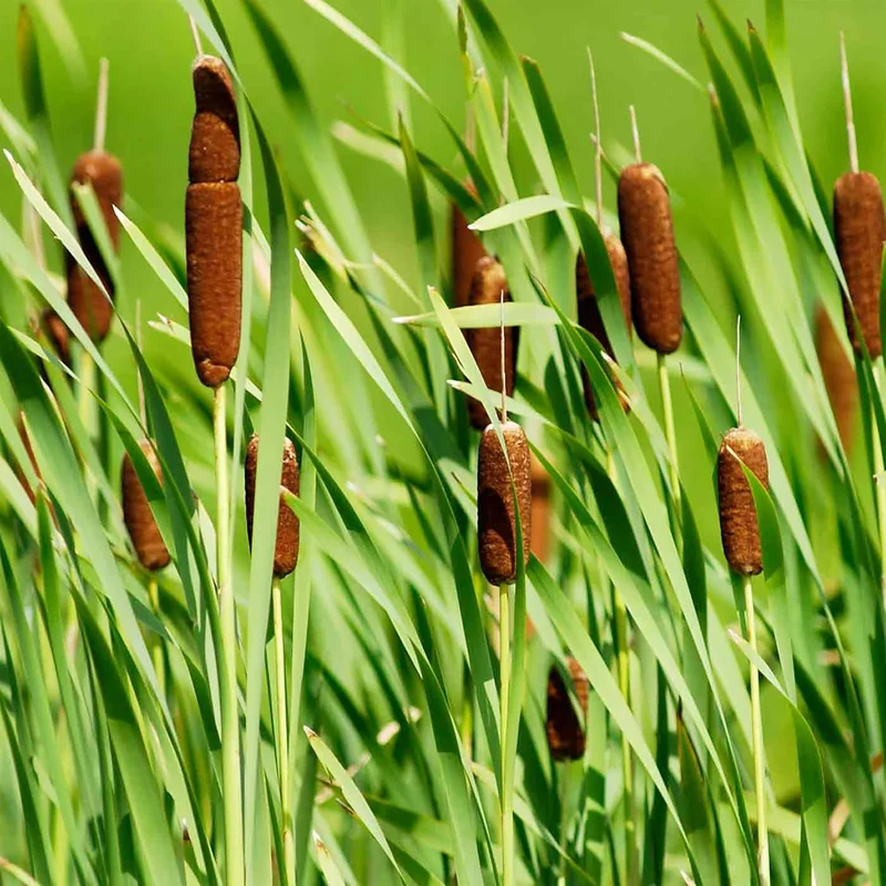 Cattail Seeds (Typha Latifolia) Broadleaf Cattail Perennial Fast-Growing for Ponds