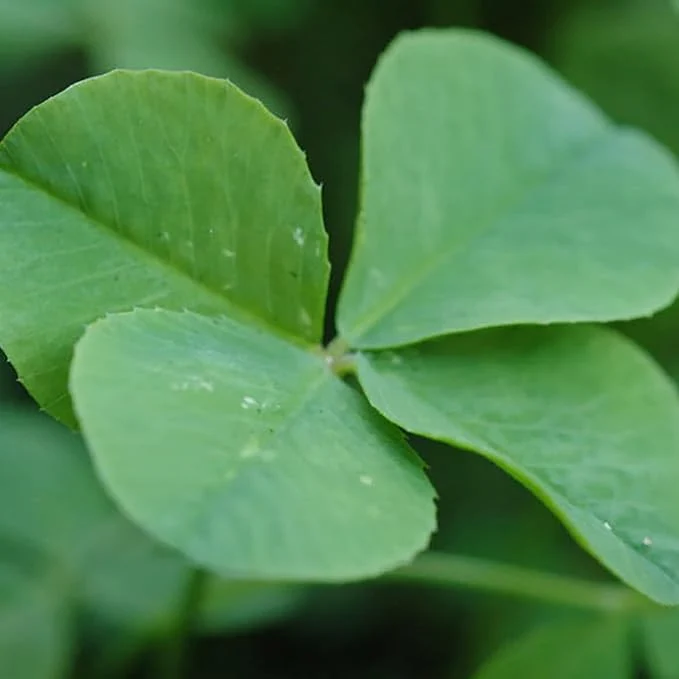 Garden Four Leaf Clover Seeds Ornamental Ground Cover for Indoor And Outdoor, Potted Garden Grass