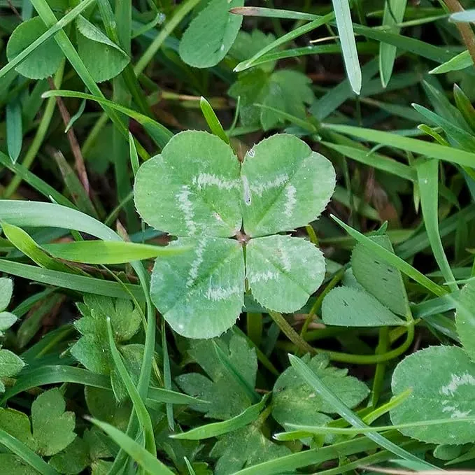 Garden Four Leaf Clover Seeds Ornamental Ground Cover for Indoor And Outdoor, Potted Garden Grass