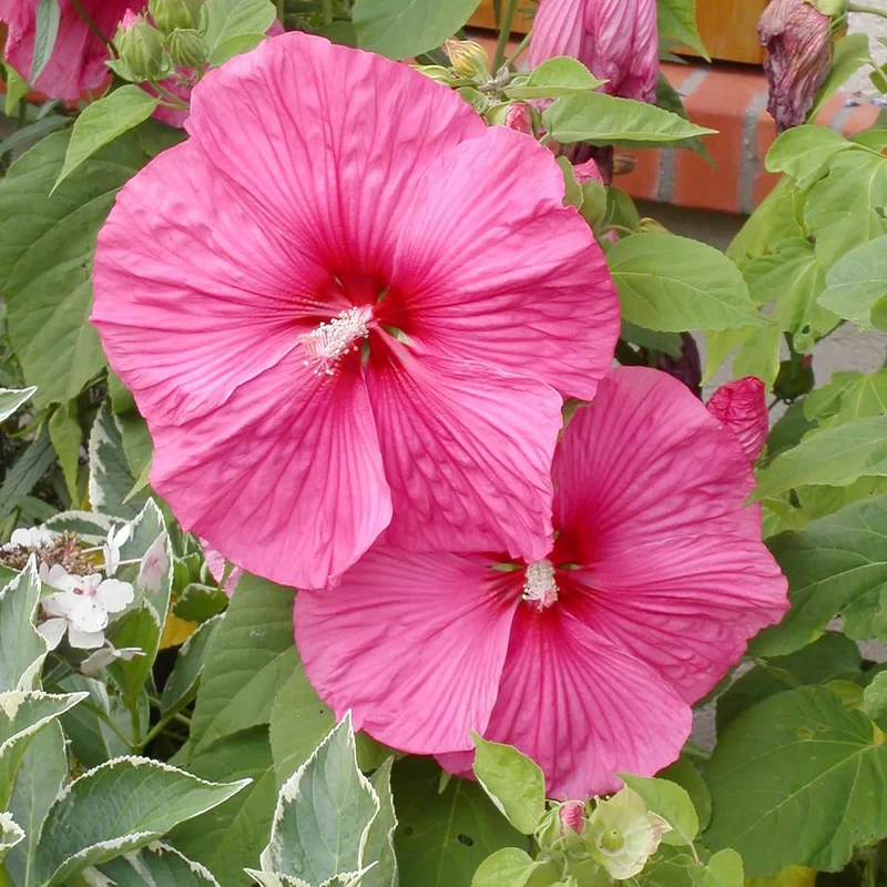 Hibiscus Moscheutos Seeds – Hardy Perennial Swamp Rose Mallow for Garden Beds