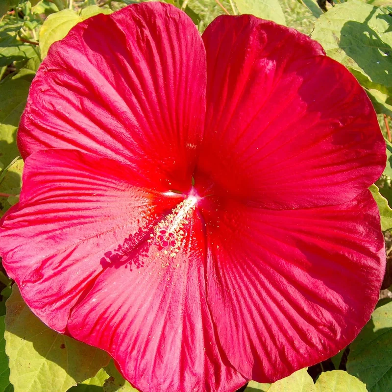 Hibiscus Moscheutos Seeds – Hardy Perennial Swamp Rose Mallow for Garden Beds