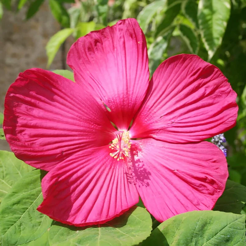 Hibiscus Moscheutos Seeds – Hardy Perennial Swamp Rose Mallow for Garden Beds