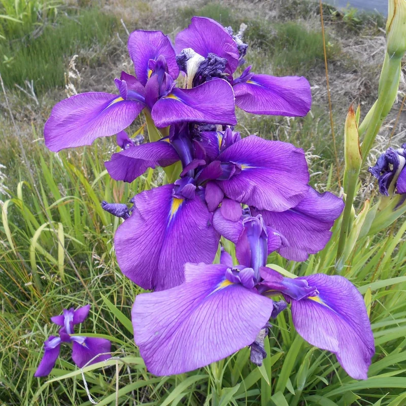 Japanese Iris Seeds Iris Ensata, Beautiful And Intricate Flowers, Attract Pollinators, Perfect for Water Gardens, Pond Edges And Perennial Borders