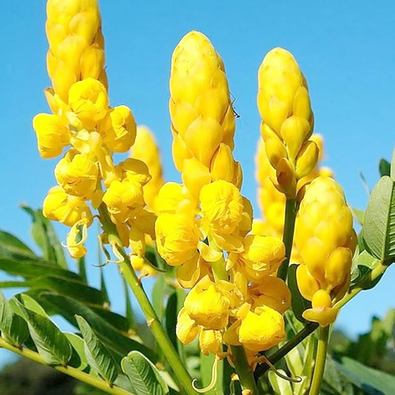 Cassia Alata Seeds – Exotic Senna Alata Evergreen Shrub for Ornamental Landscaping