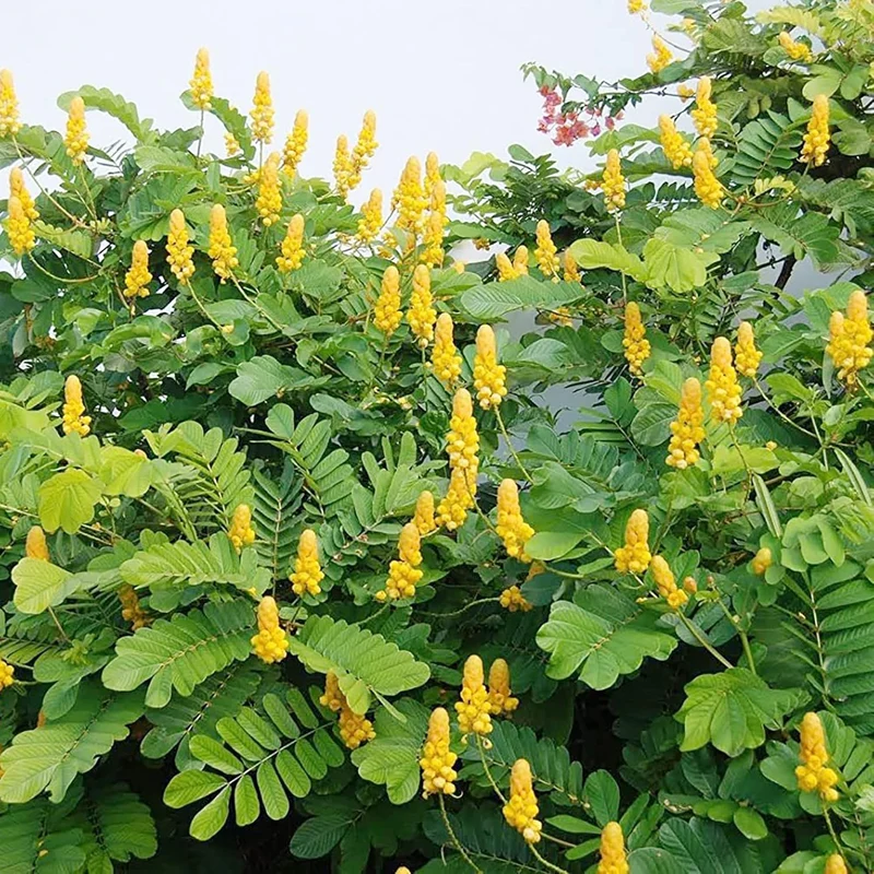 Cassia Alata Seeds – Exotic Senna Alata Evergreen Shrub for Ornamental Landscaping