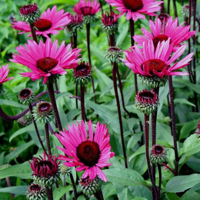 Sonnenhut (Echinacea Fatal Attraction)